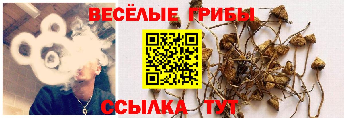 Псилоцибиновые грибы мухоморы  где продают наркотики  Мариинск  Вход с VPN  Галлюциногенные грибы Psilocybe 